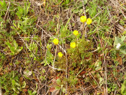 Image of Adonis microcarpa DC.