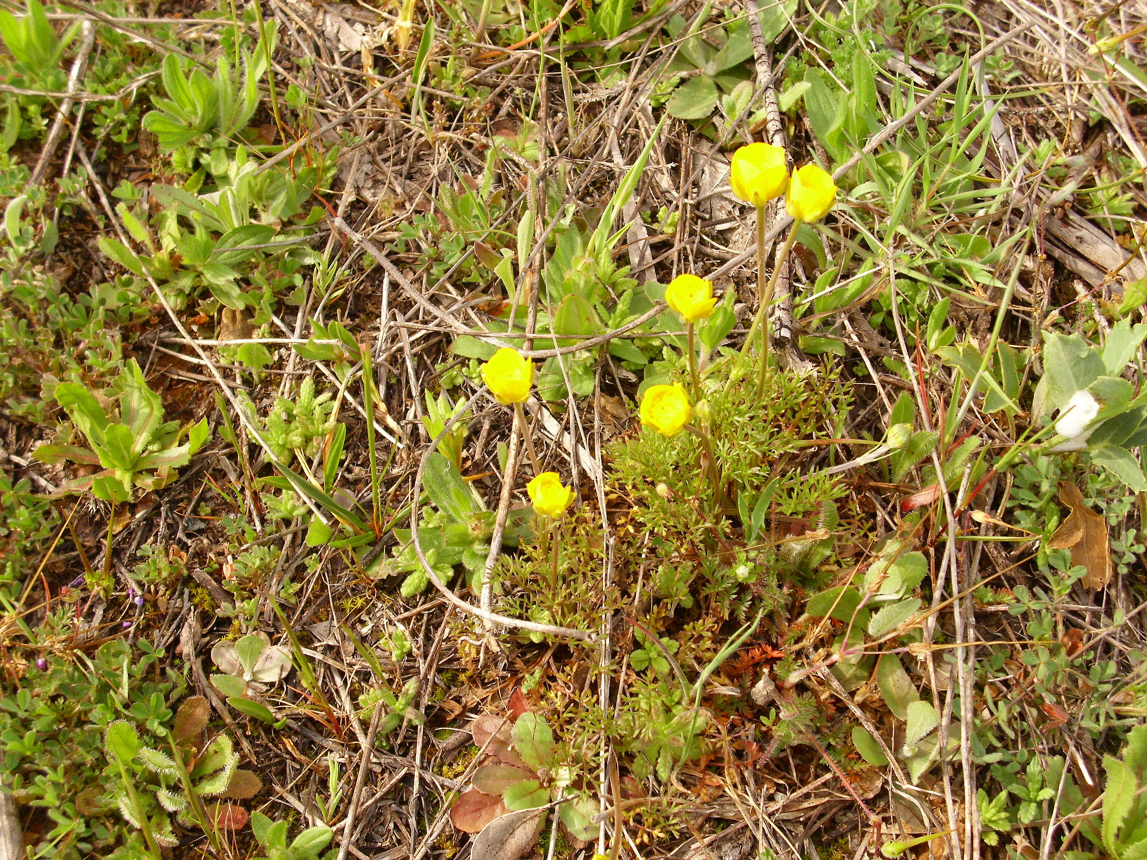 Image of Adonis microcarpa DC.