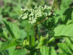 Image of wild parsnip