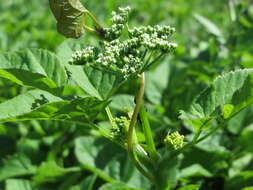 Image of wild parsnip