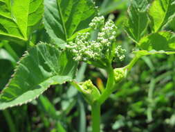 Image of wild parsnip