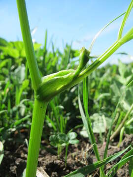 Image of wild parsnip