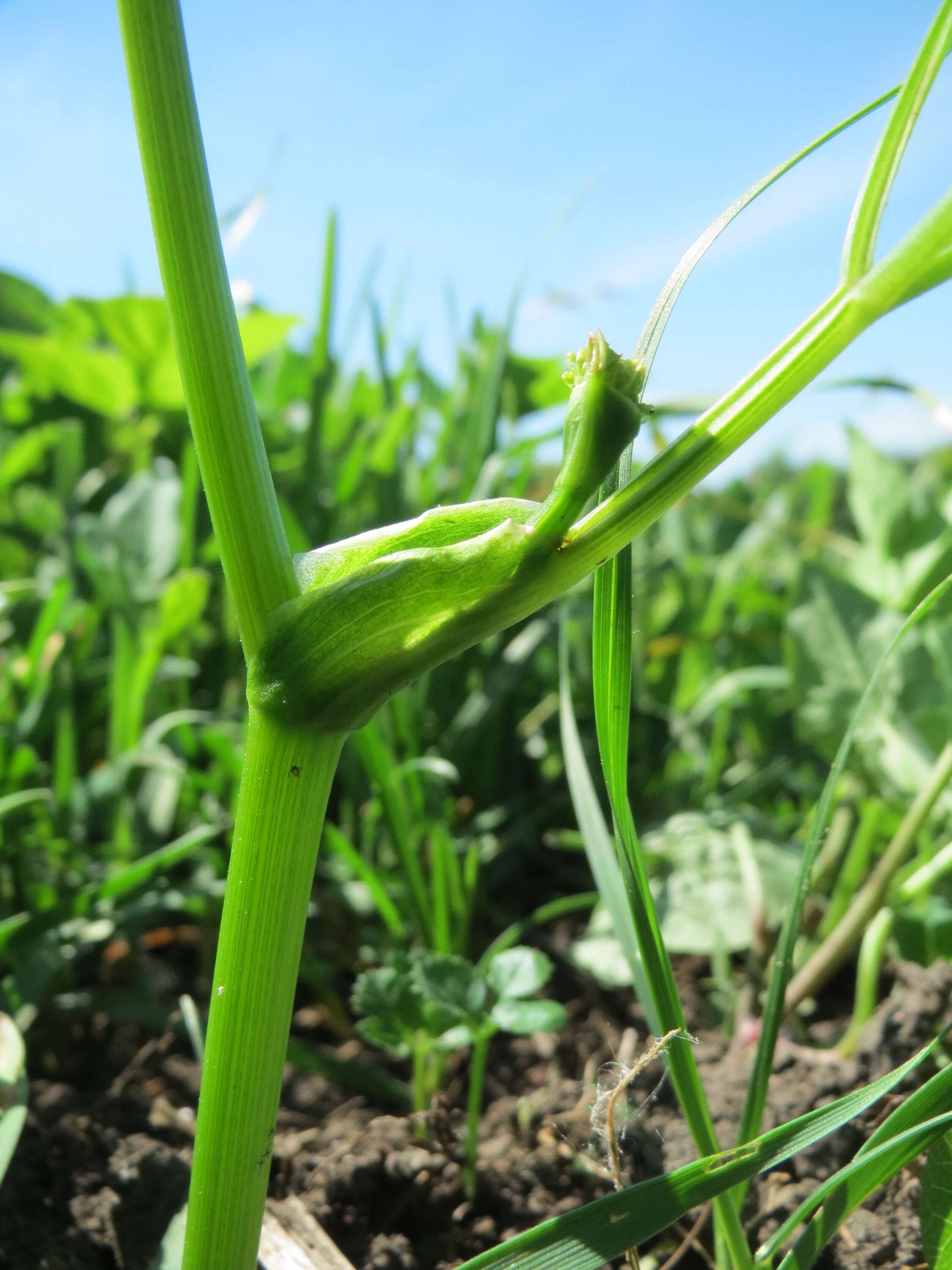 Imagem de Pastinaca sativa L.