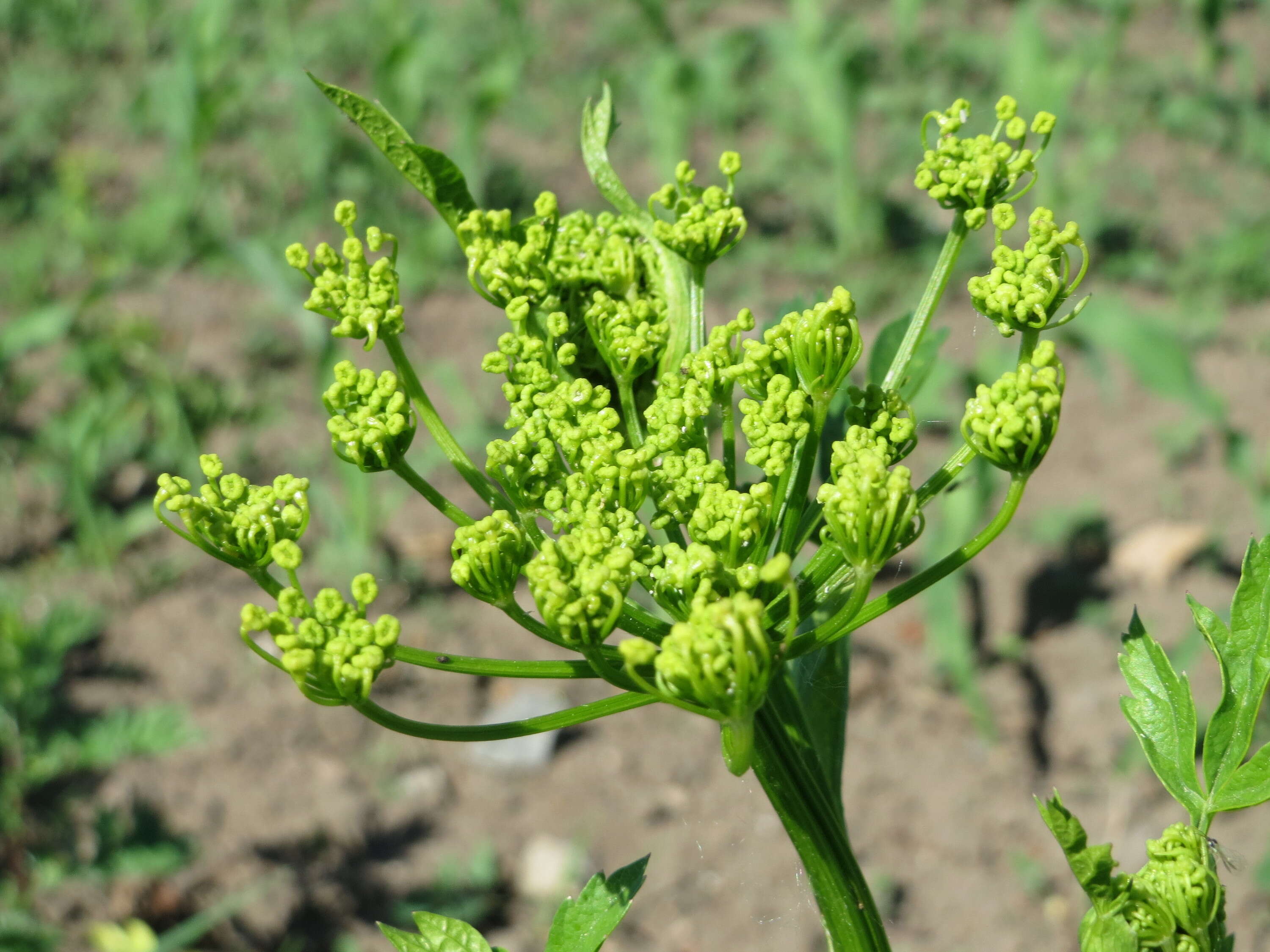 Image of wild parsnip