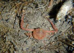 Image of Mediterranean nut crab