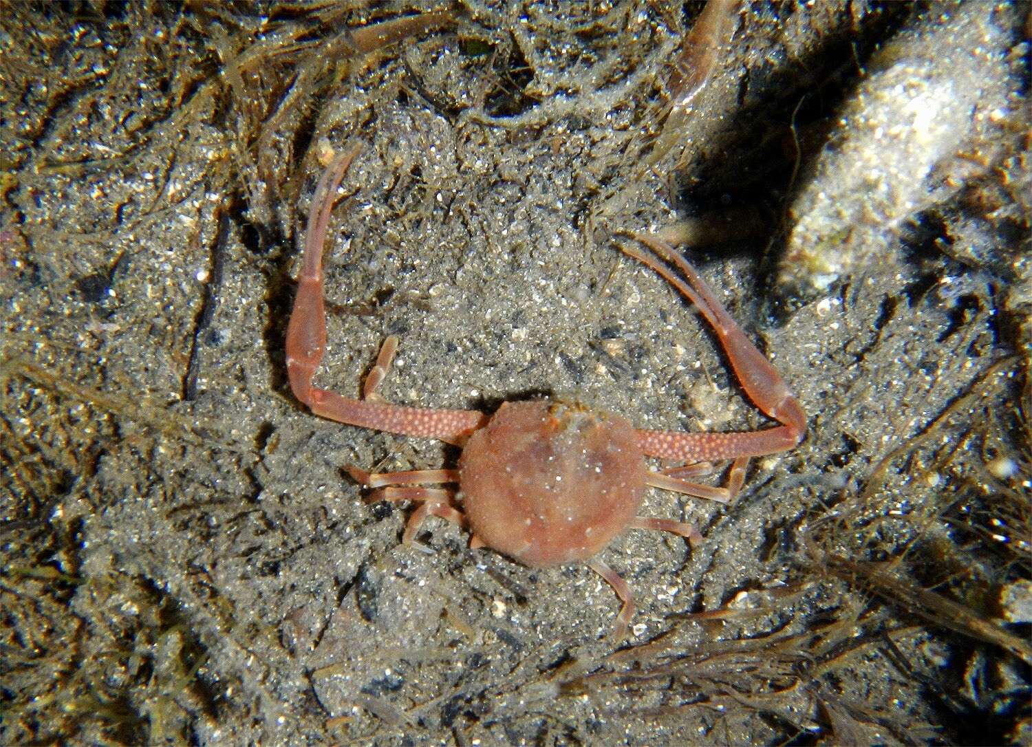 Image of Mediterranean nut crab