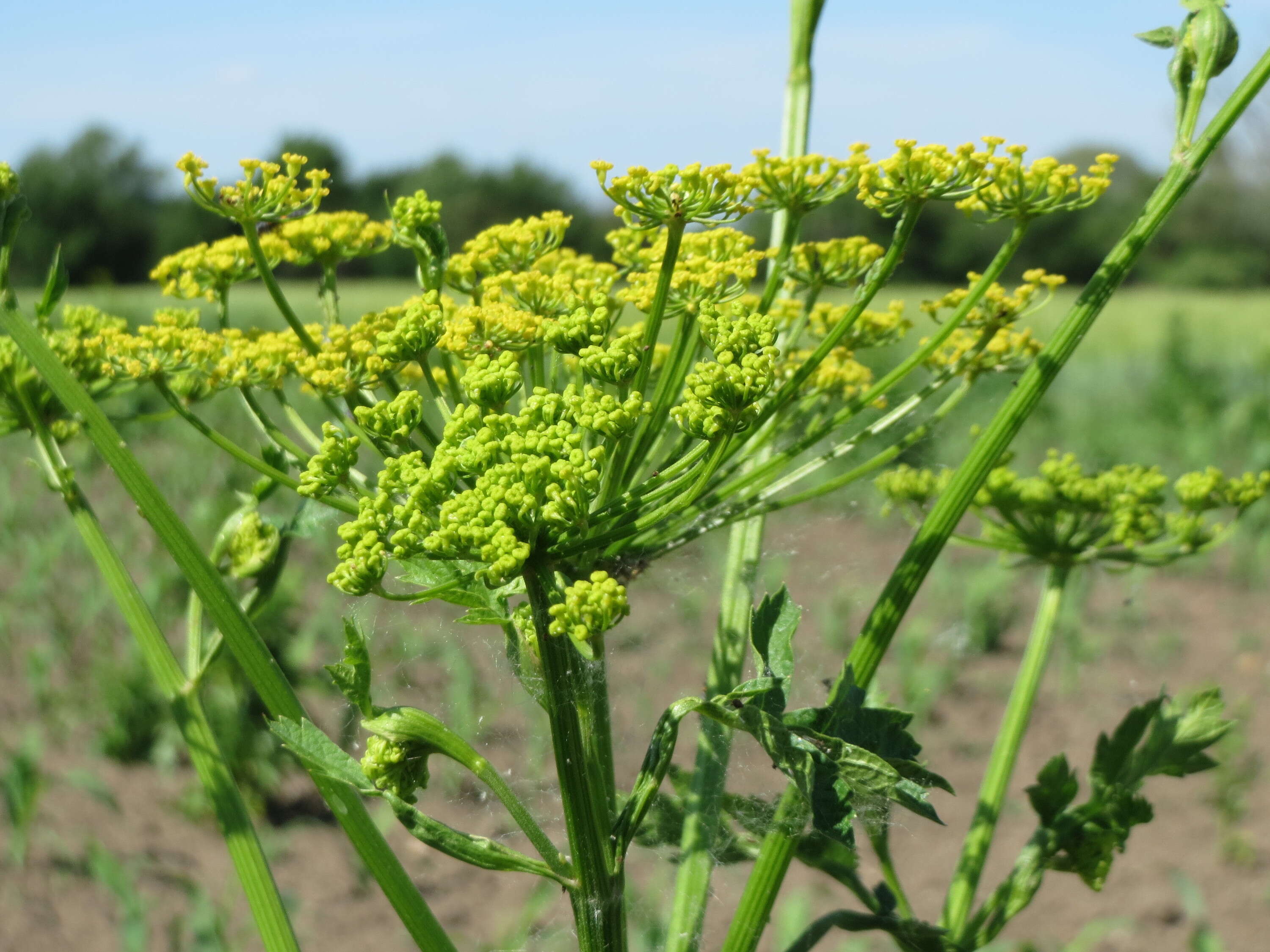 Image of wild parsnip