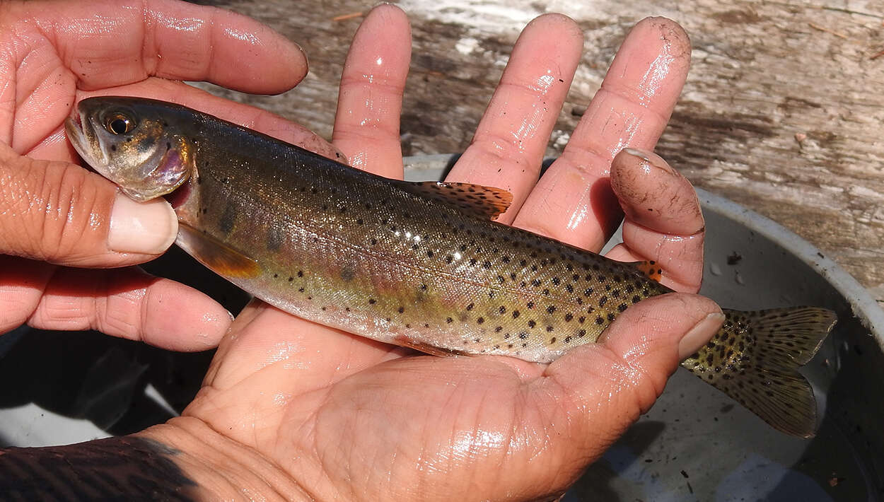 Image of cutthroat trout