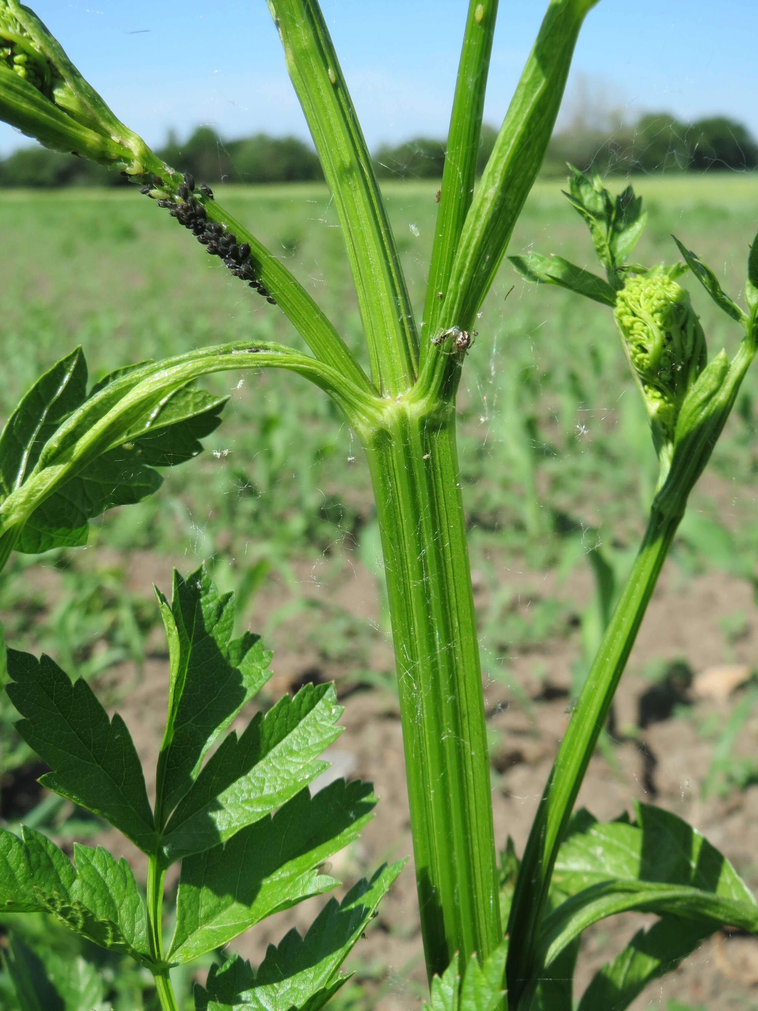 Image of wild parsnip