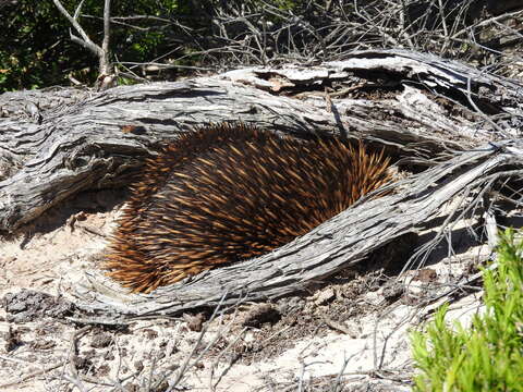Image of Short-beaked echidnas