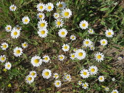 Anthemis arvensis L. resmi