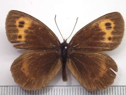 Image of Erebia niphonica Janson 1877