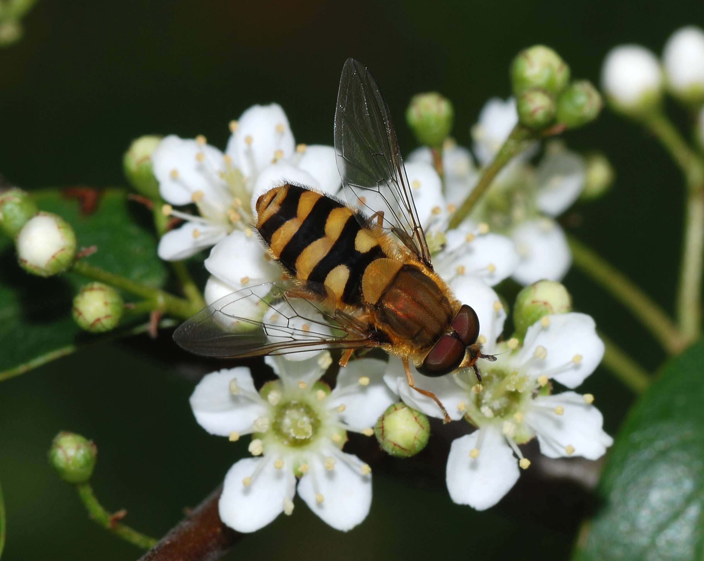 Plancia ëd Syrphus ribesii (Linnaeus 1758)