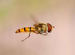 Image of Marmalade hoverfly