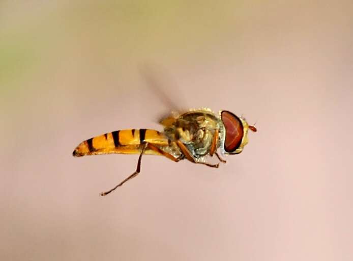 Image of Marmalade hoverfly