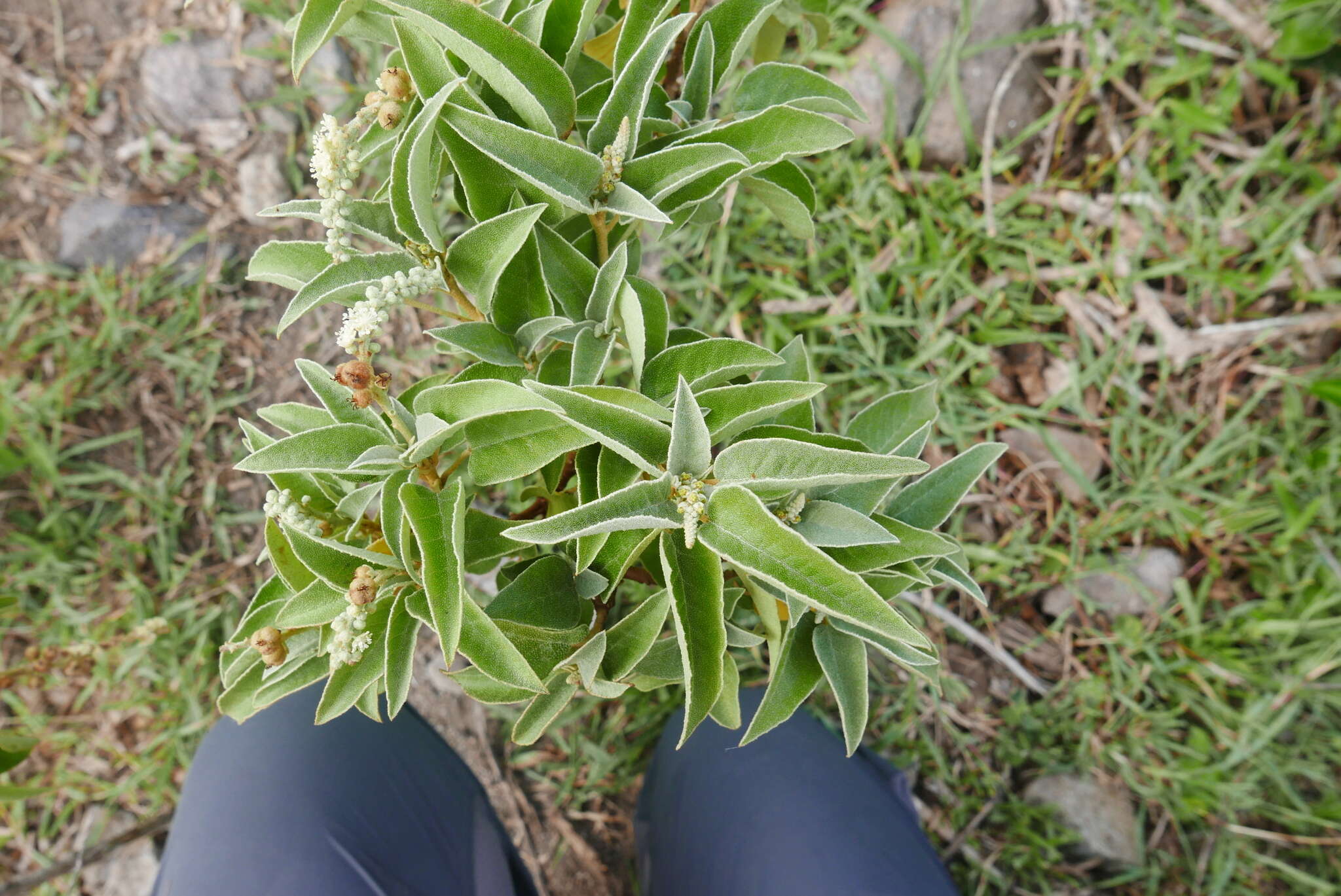 Image de Croton flavens L.