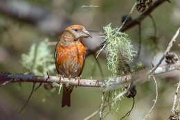 Image of Hispaniolan Crossbill