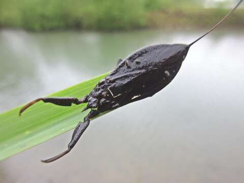 Image of Nepa Linnaeus 1758