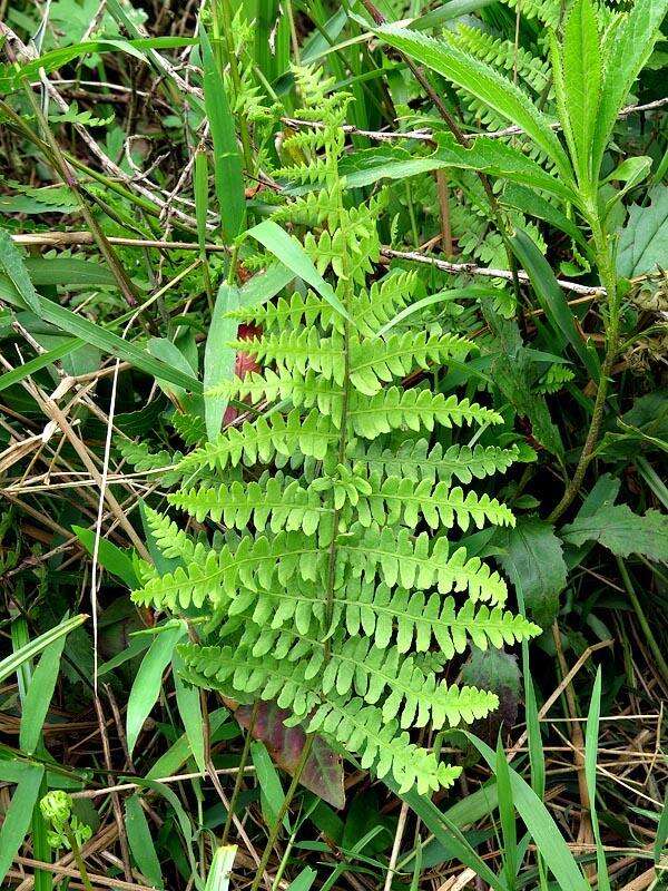 Image of Thelypteris confluens (Thunb.) C. V. Morton