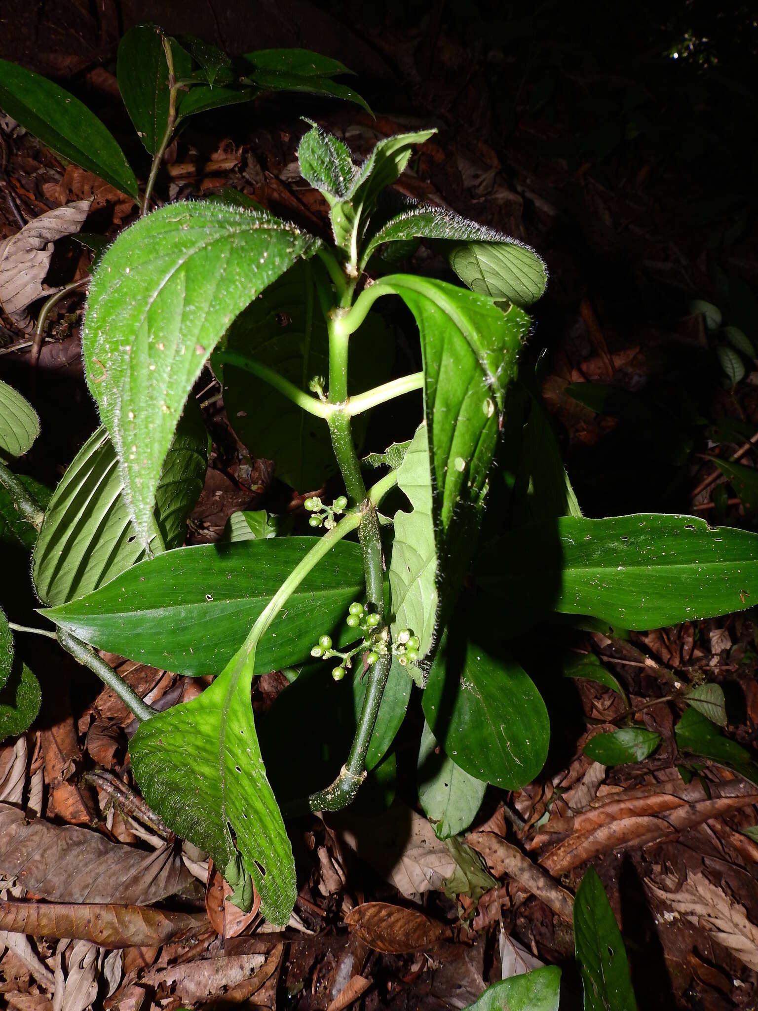 Image of Notopleura saulensis (Steyerm.) C. M. Taylor