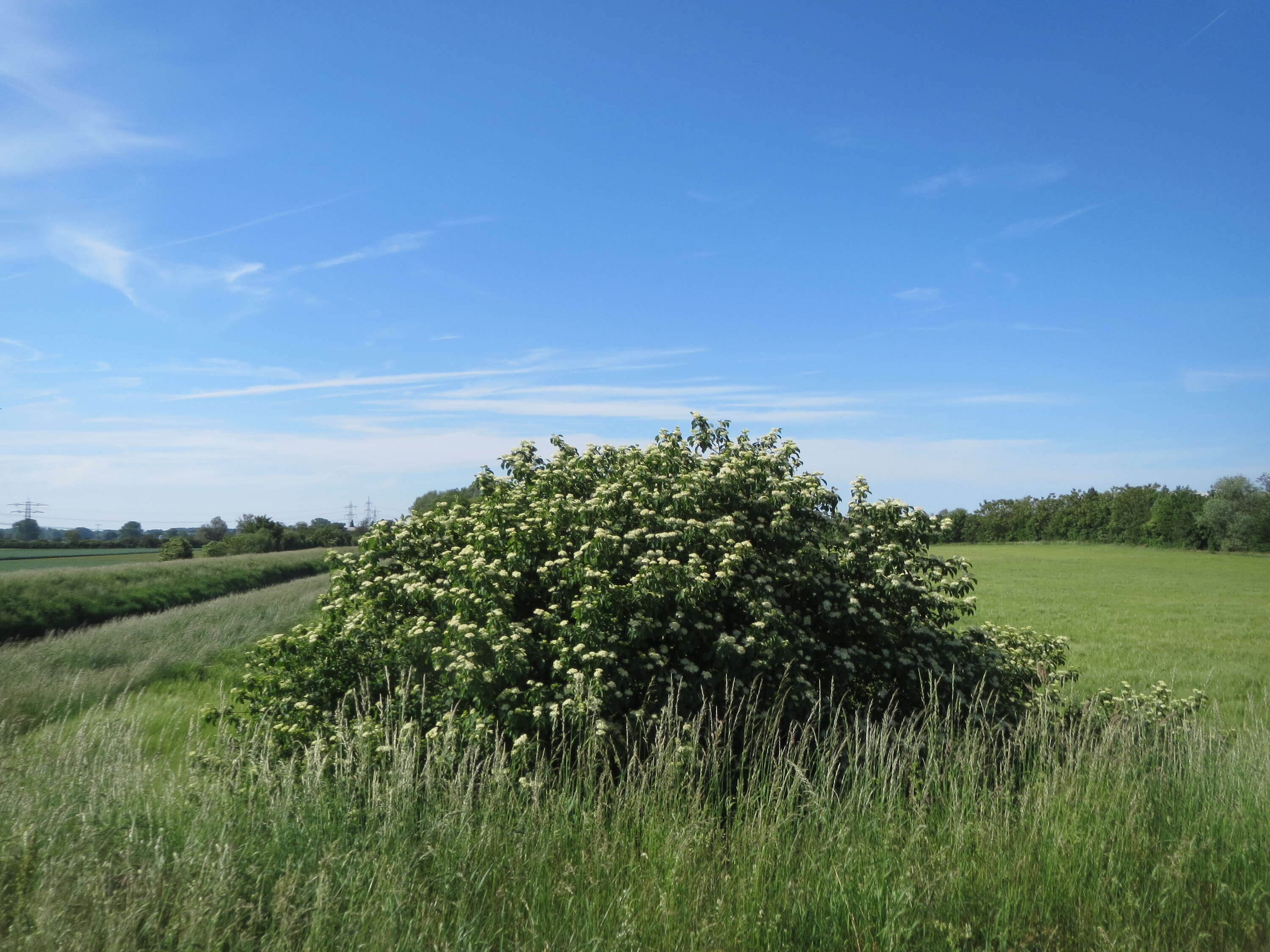 Image of bloodtwig dogwood