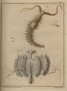 Image of <i>Polydora cilliata</i>