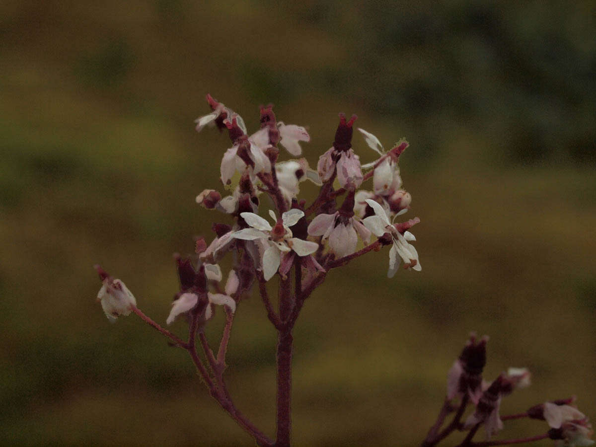 Sivun Micranthes nelsoniana var. cascadensis (Calder & Savile) Gornall & H. Ohba kuva