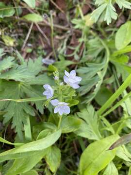 Image of American alpine speedwell