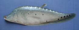 Image of Thousand dollar knife fish