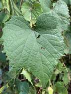 Image of graybark grape