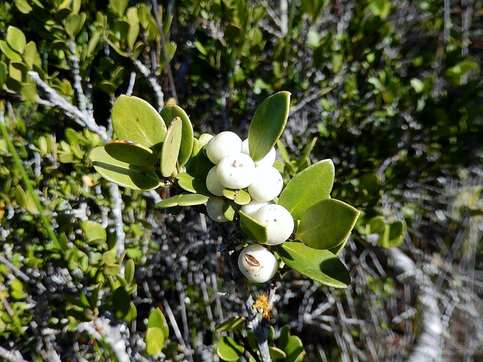 Image de Robsonodendron maritimum (Bolus) R. H. Archer