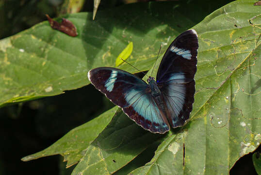 Euphaedra viridicaerulea Bartel 1905 resmi