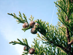 Image of Phoenician Juniper