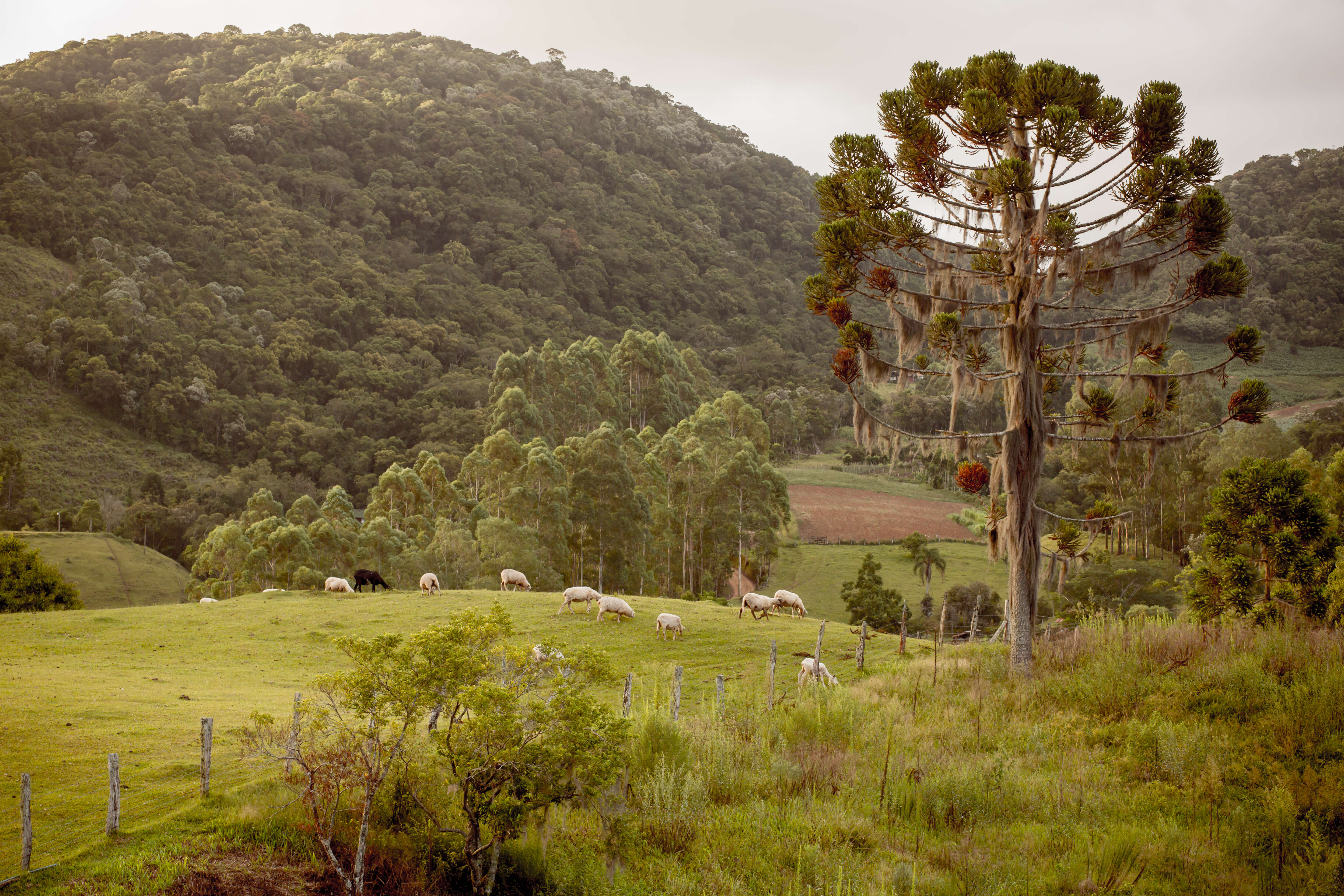 Image de Pin du Paraná