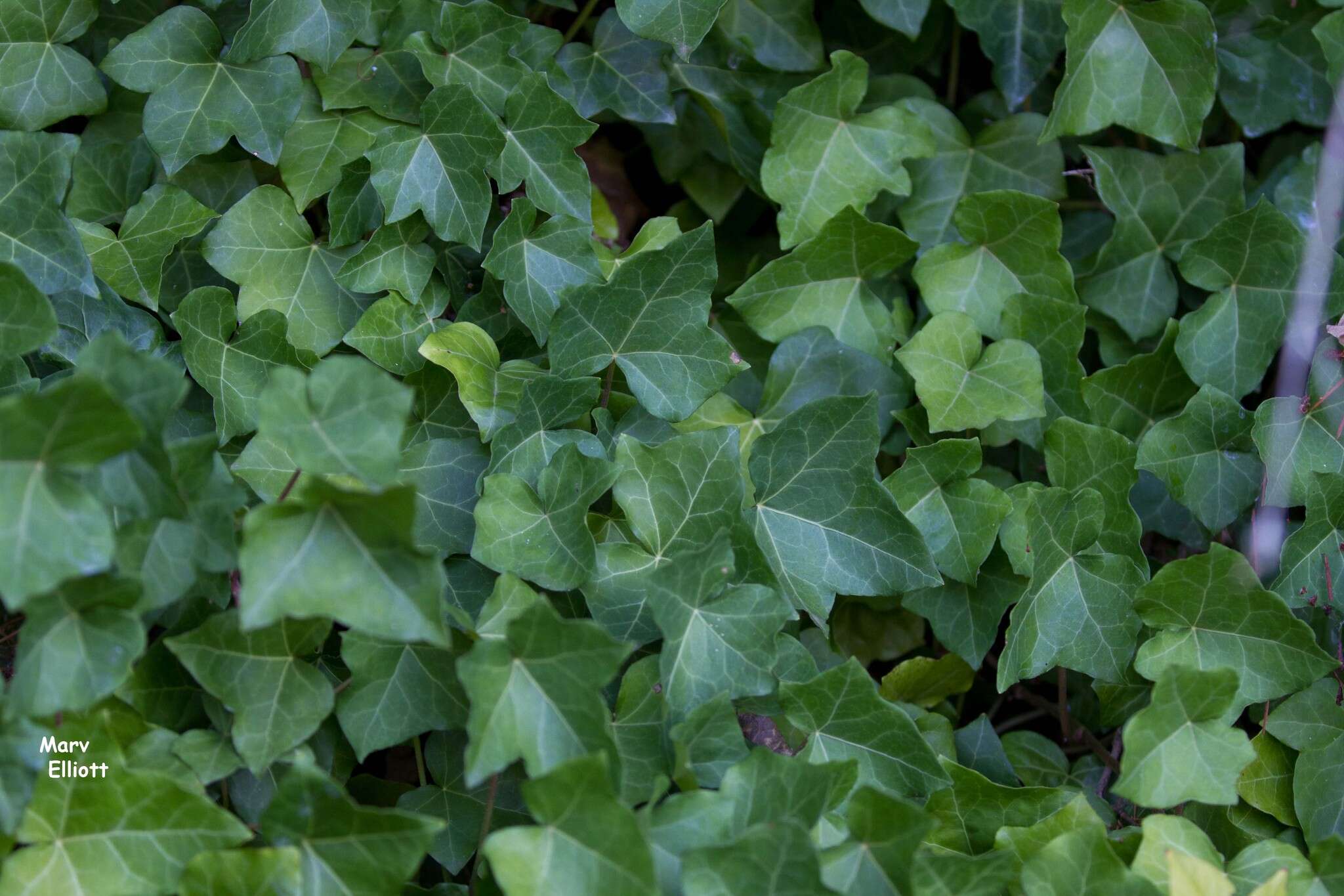 Image of English ivy