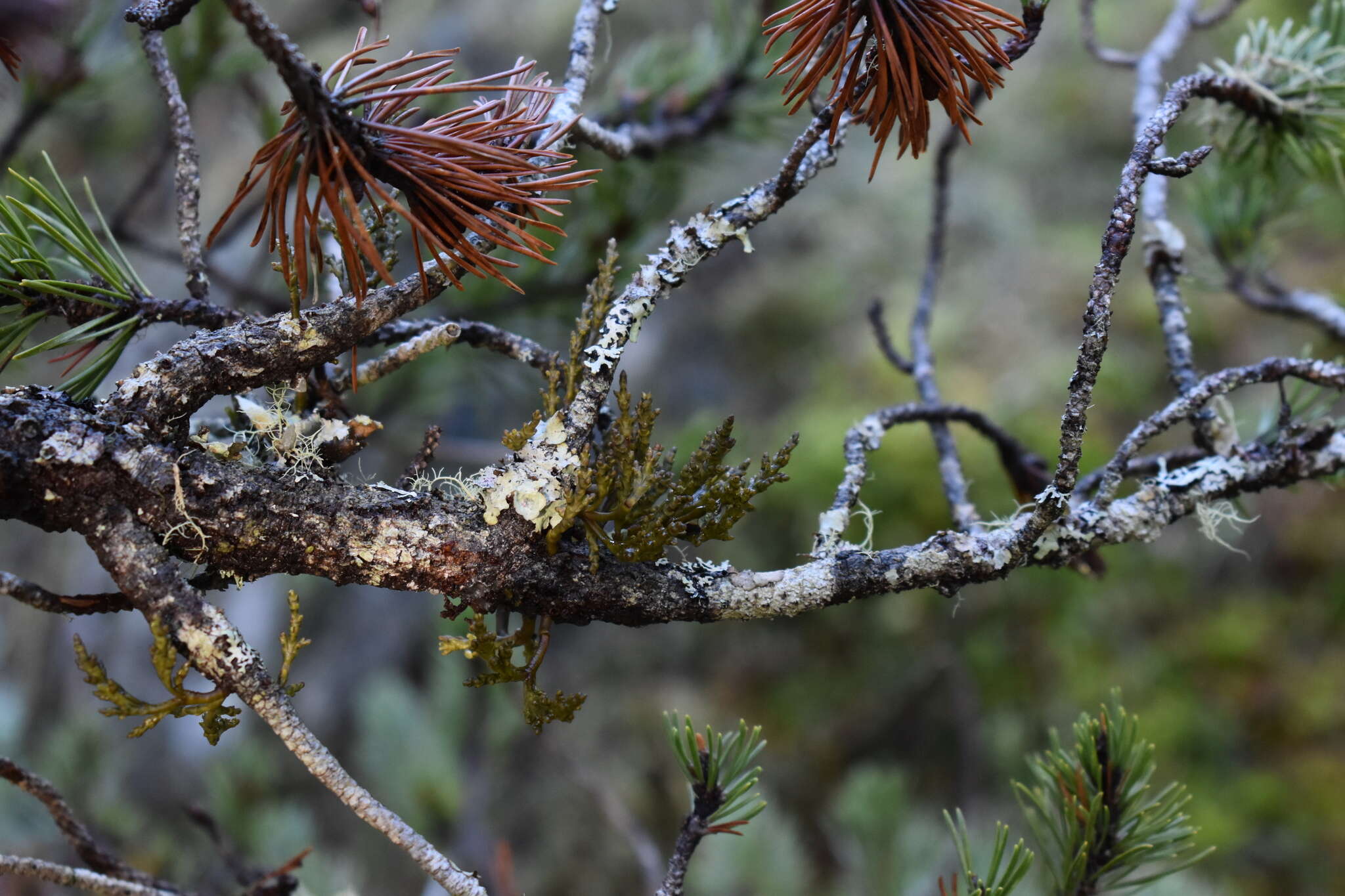 Image of hemlock dwarf mistletoe