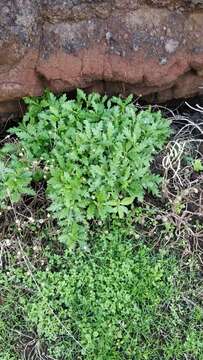 Image of Argyranthemum pinnatifidum subsp. succulentum (Lowe) Humphr.