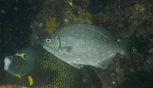 Image of Brown Chub