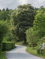 Image of European horse chestnut