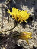 Image of woolly goat chicory