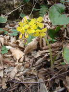 Image of Epimedium pinnatum subsp. colchicum (Boiss.) N. Busch