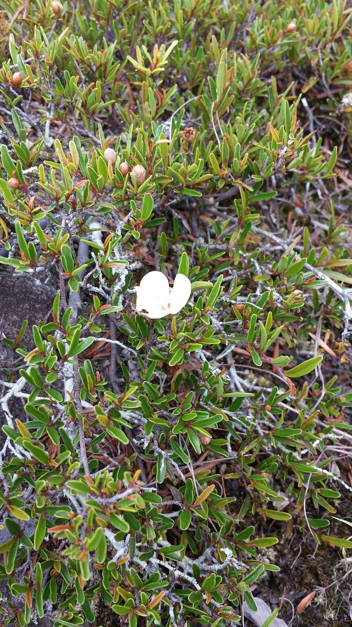 Image of Xerochlamys itremoensis Hong-Wa