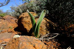 Image of Haemanthus dasyphyllus Snijman