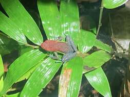 Image of Manu Poison Frog