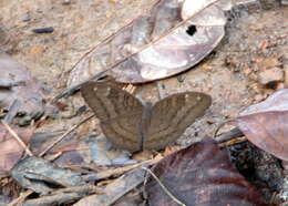 Image of Tanaecia julii Bougainville 1837