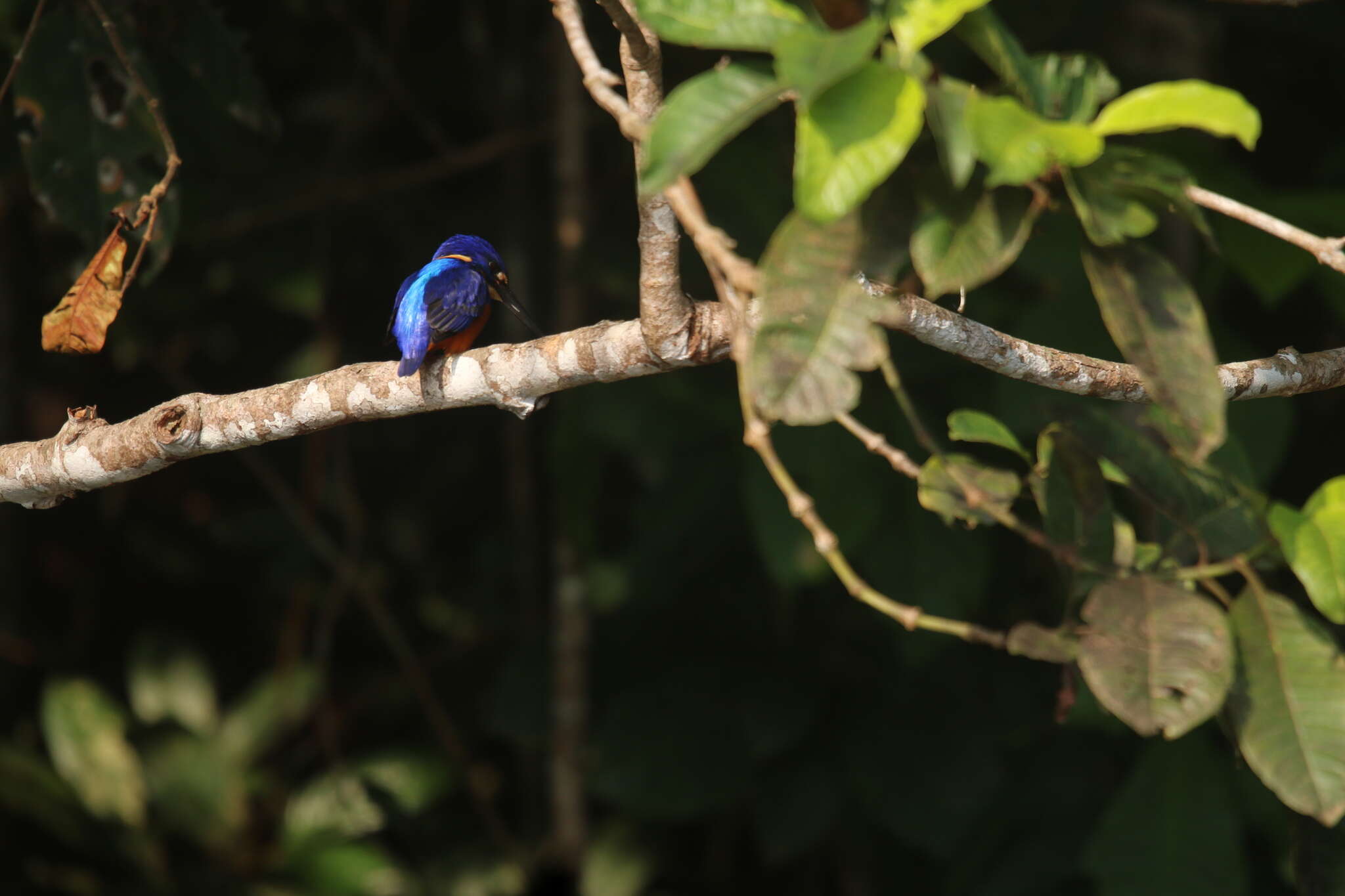 Image of Shining-blue Kingfisher