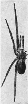 Image of Southern House Spider