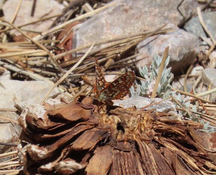 <i>Euphydryas editha augustina</i>的圖片