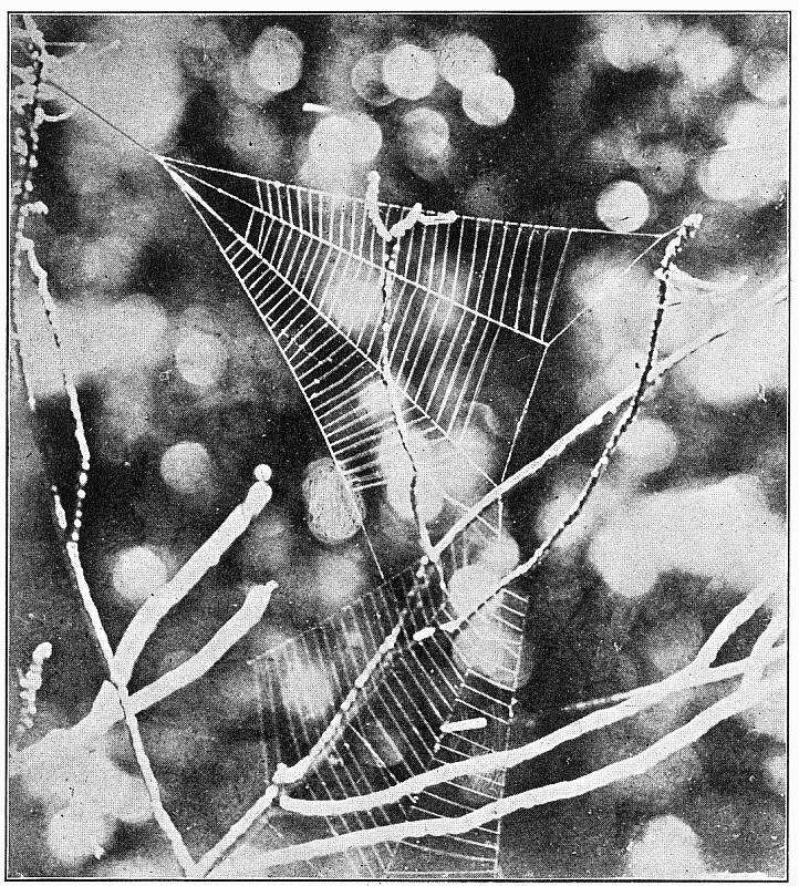 Image of Triangle web spiders