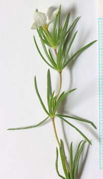 Image of Nuttall's linanthus